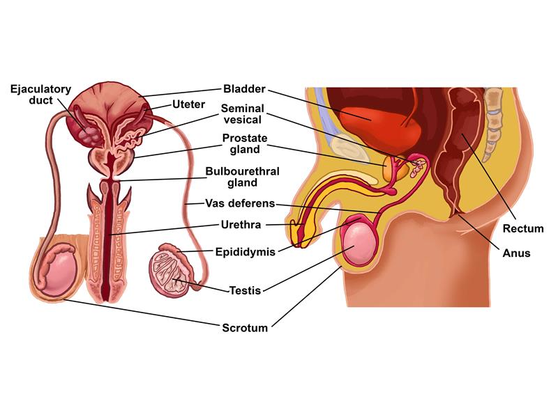 anatomy of male reproductive system