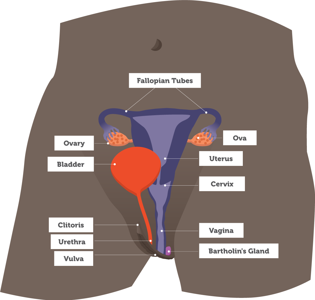 female_reproductive_organs
