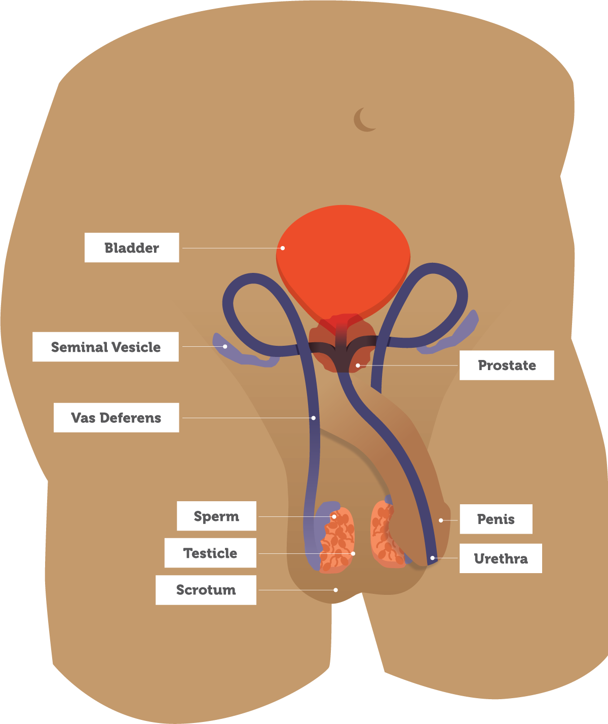 male_reproductive_organs